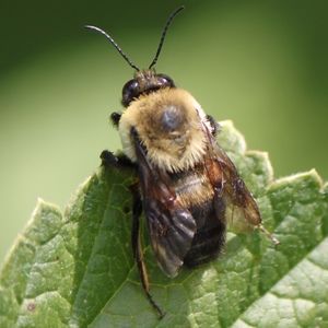 Meet your Posher, Audrey